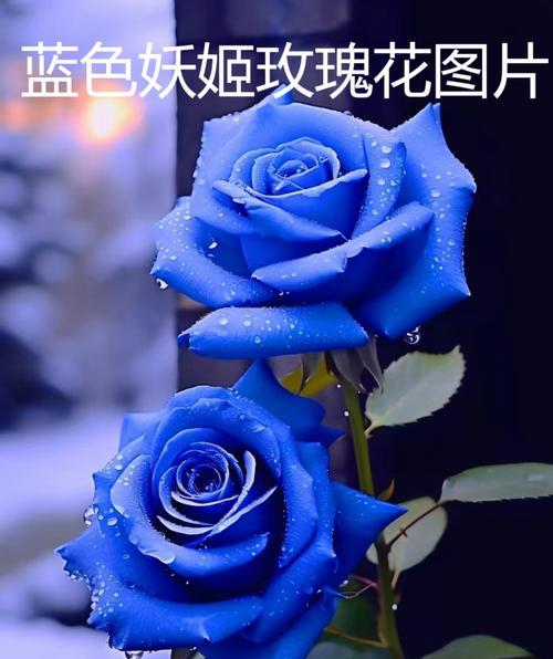 爱情中有哪些美丽的花语？美丽的花语如何表达爱情？