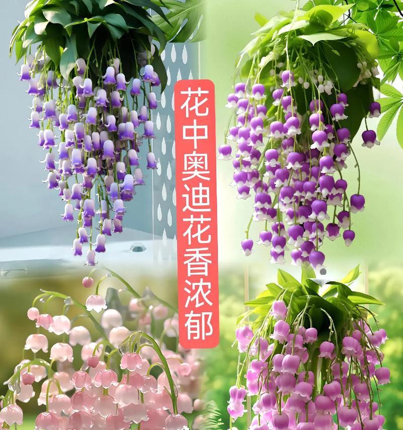 美好的花语通常象征着什么？