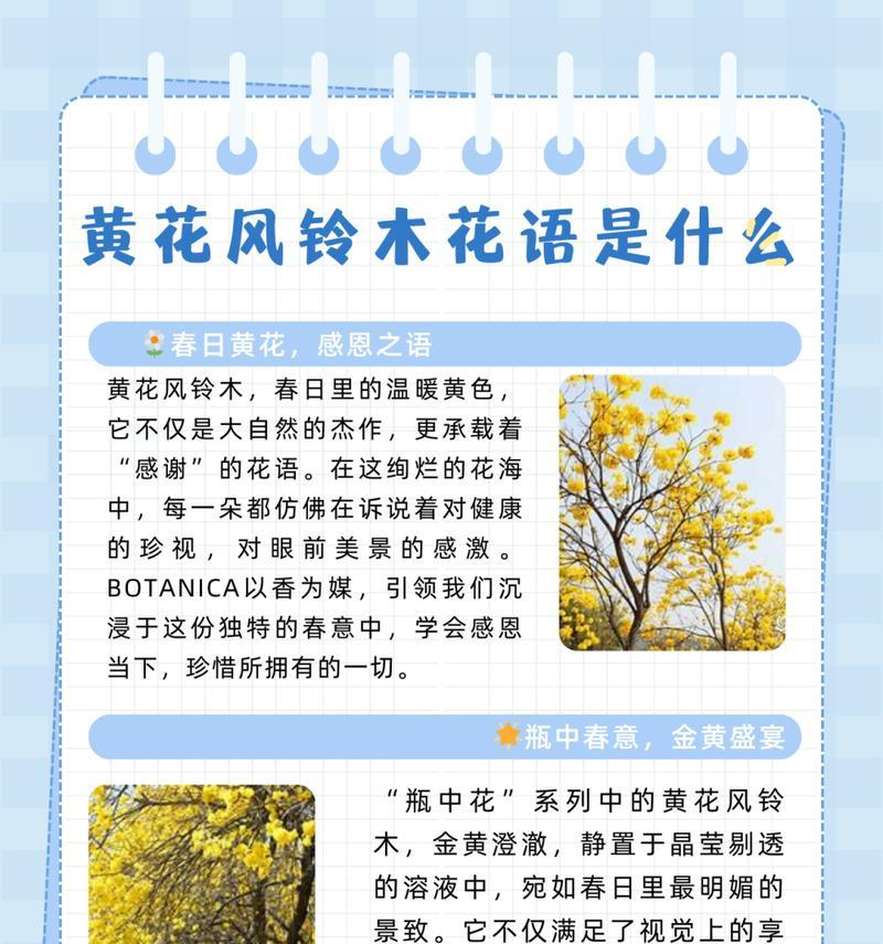 哪种花的花语是“我爱你”？它在表达情感时的作用是什么？