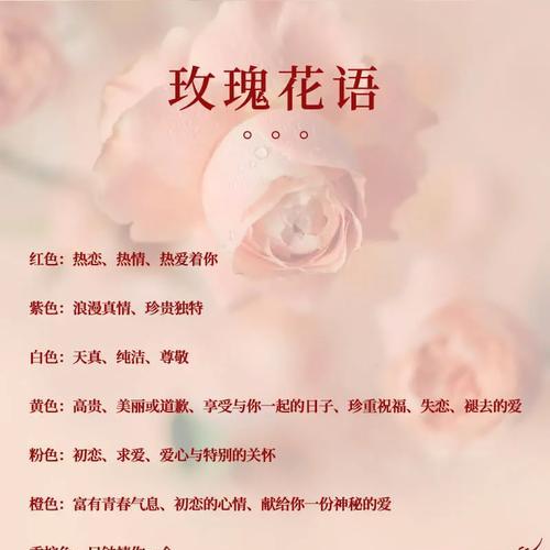 审判罪恶的花语有何含义？道歉时应该选择哪种花的花语？