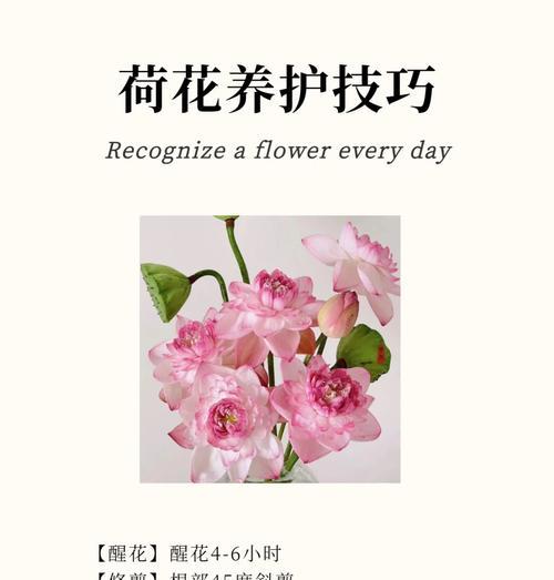 荷花语代表了什么？荷花的花语有哪些含义？