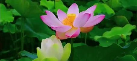 荷花语代表了什么？荷花的花语有哪些含义？
