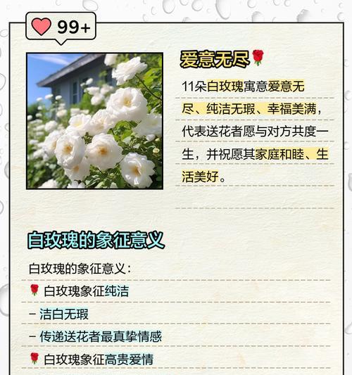 唯一的玫瑰花代表什么？花语背后隐藏着怎样的情感？