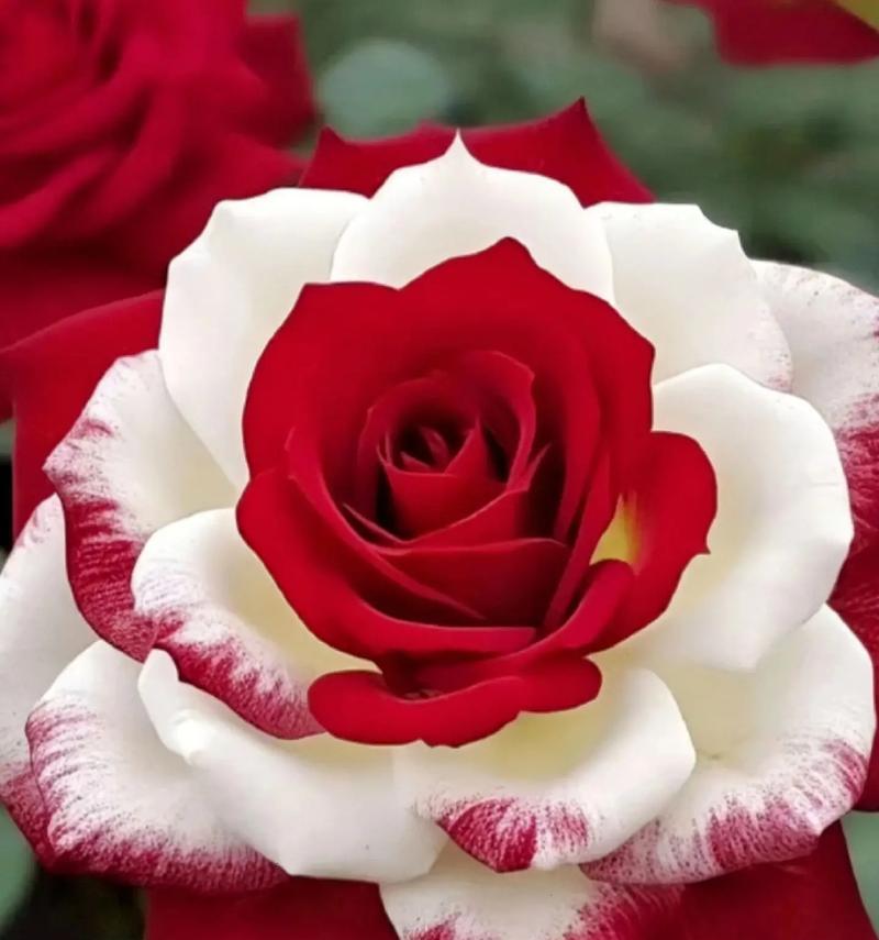 唯一的玫瑰花代表什么？花语背后隐藏着怎样的情感？