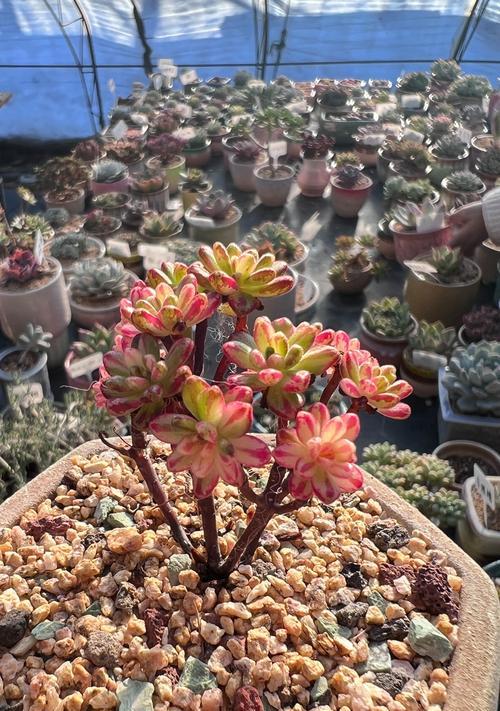 小人祭的花语有何特别之处？