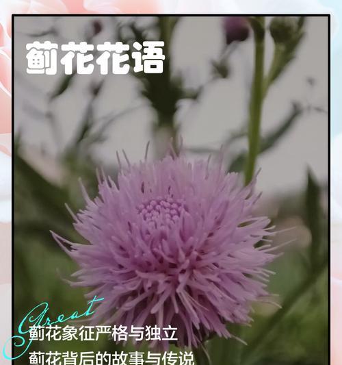 带刺的玫瑰花语有何深意？