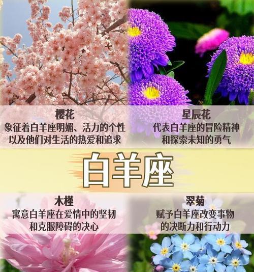 十二月的祈愿花语有哪些？