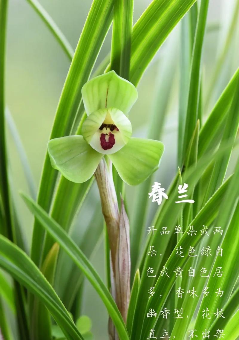 对兰花语是什么？兰花代表了哪些美好寓意？