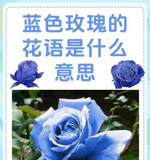 等花的花语有哪些？它传达了哪些情感？