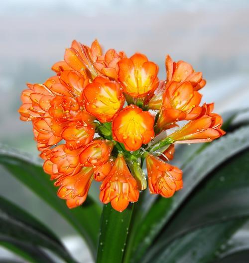 什么花象征着顽强不屈？花语中有哪些代表？