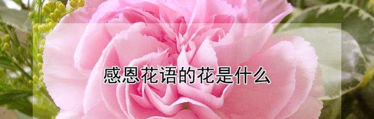 花语艺术的含义是什么？花语艺术代表了哪些方面？