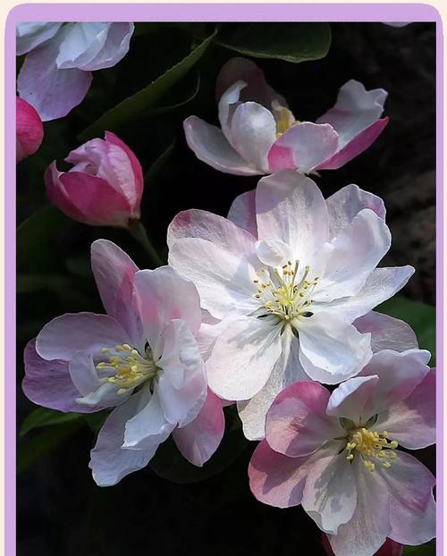 森林苹果花的花语是什么意思？它象征着什么？