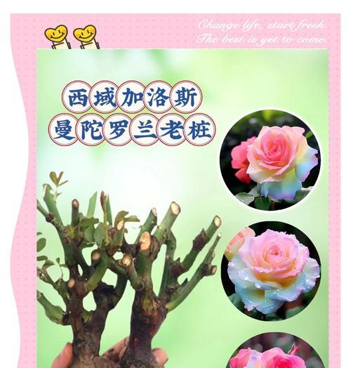 道具醉人的花语有何深意？它象征着什么？