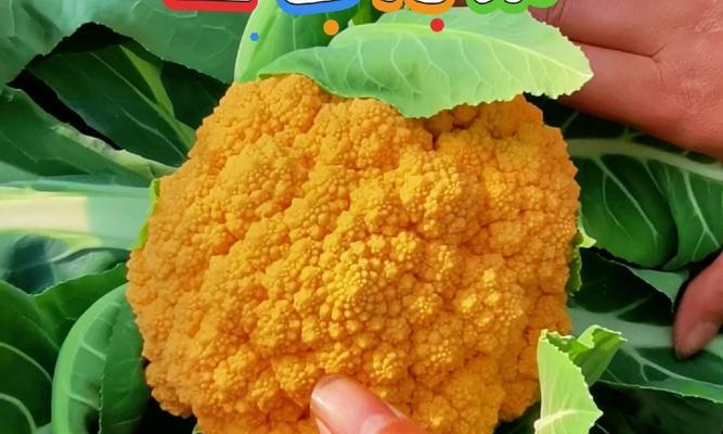 菜篮花的花语代表什么？它在花语中有什么寓意？