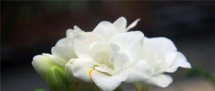 菜篮花的花语代表什么？它在花语中有什么寓意？