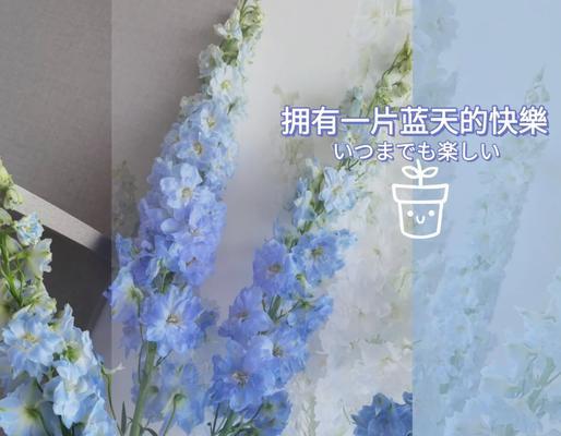 自由之爱花语代表了什么？