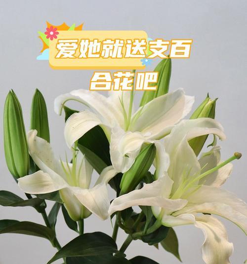 什么花语代表了永恒的爱？