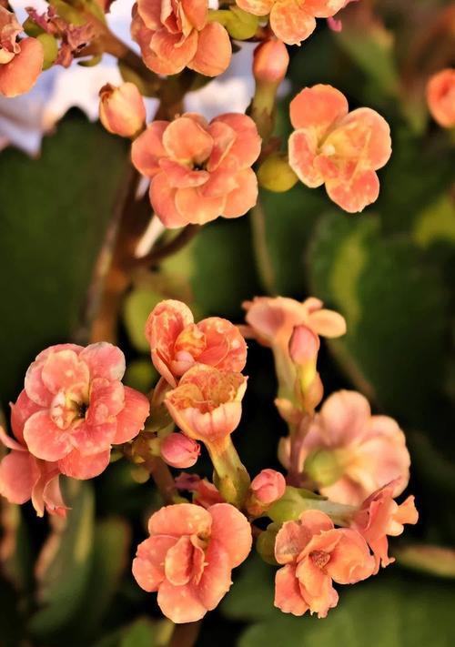 什么花代表健康？花语中健康象征的花卉有哪些？