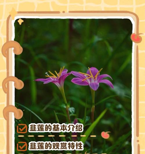 韭菜和水仙的花语有何不同？各自代表什么？