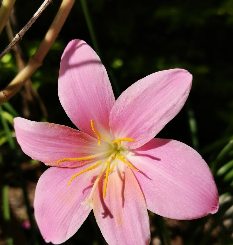 韭菜和水仙的花语有何不同？各自代表什么？