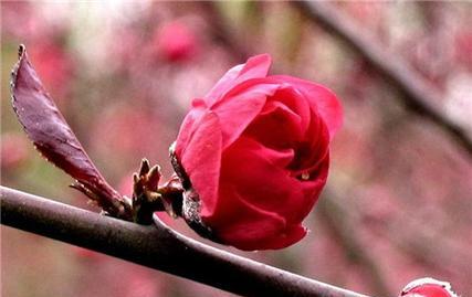 乌托邦花语有何深层含义？