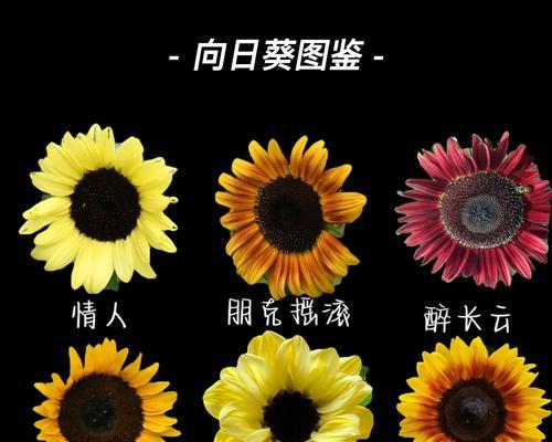 向日葵花语中“你就是我的”是什么意思？