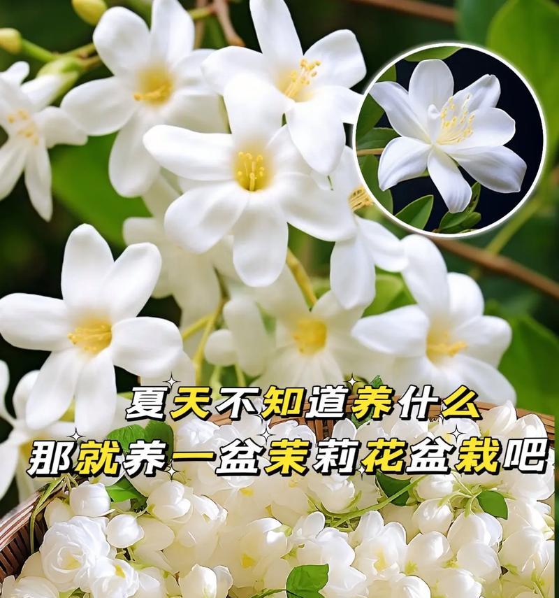 哪种花可以替代另一种花的花语？
