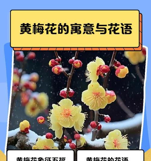 偶遇美艳交际的花语是什么？