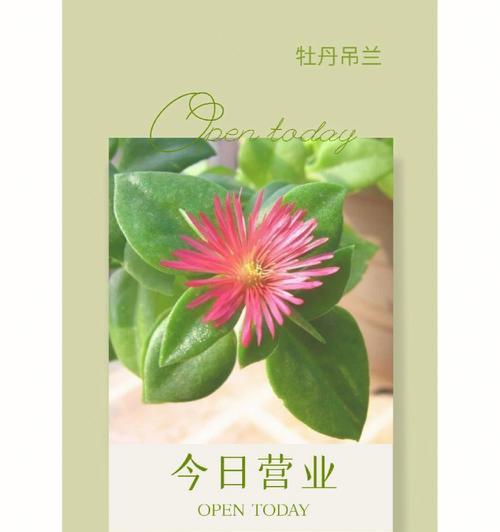 吊兰的寓意是什么？吊兰的花语有哪些含义？