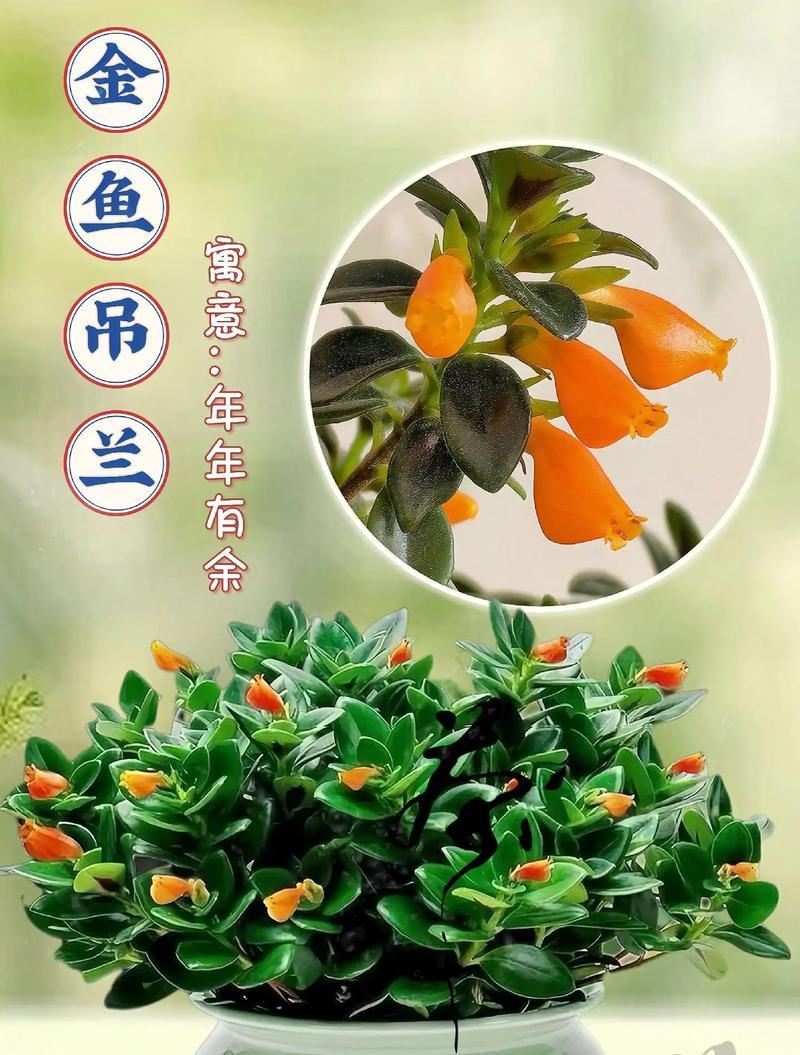 吊兰的寓意是什么？吊兰的花语有哪些含义？
