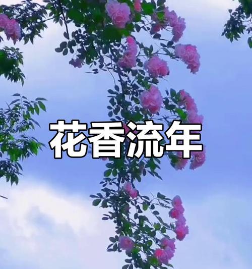 花语中的“流年时光无语”是什么意思？它传达了怎样的情感？