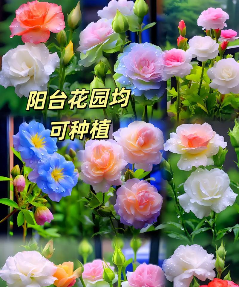 桔梗花的对立花语是什么？哪种花与之相反？