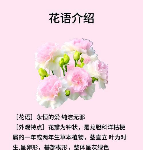 桔梗花的对立花语是什么？哪种花与之相反？