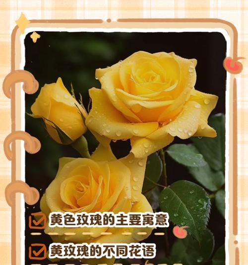玫瑰花倾心代表什么？玫瑰花倾心的花语有何寓意？