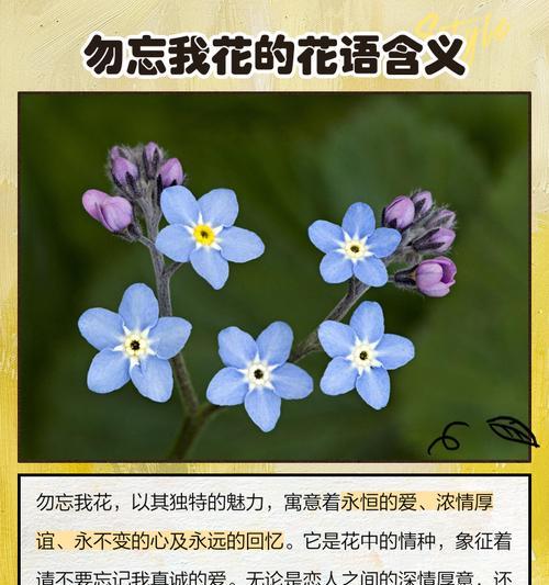 真诚的花语是什么？它有何特别的含义？