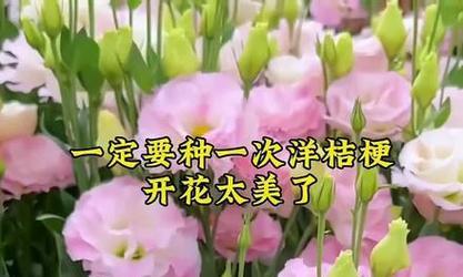 真诚的花语是什么？它有何特别的含义？