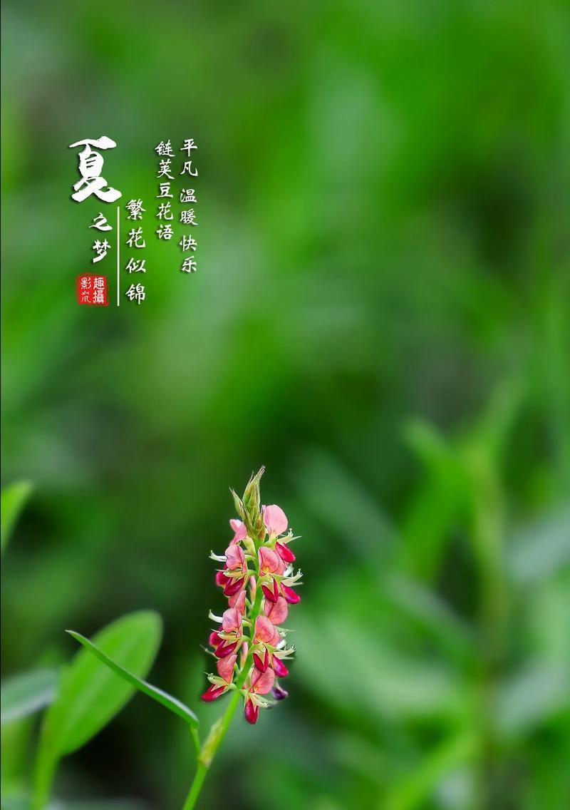 什么花代表轻松开心？轻松开心的花语有哪些？
