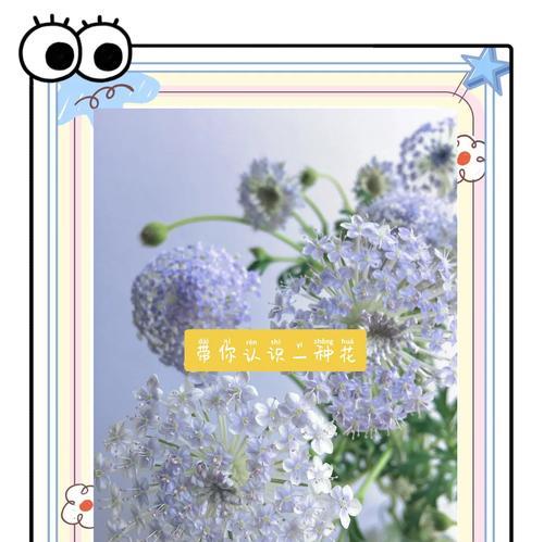 无言应对时，哪种花的花语可以表达？