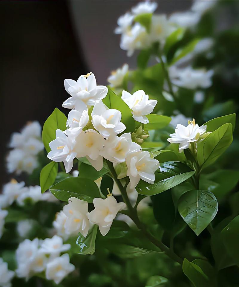 无言应对时，哪种花的花语可以表达？