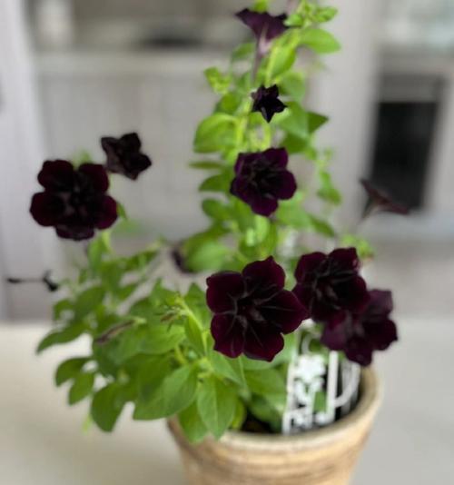 夜牵牛花的花语和象征是什么？