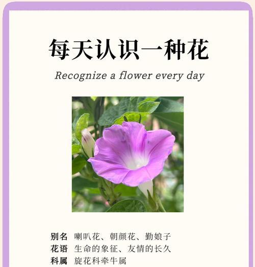 夜牵牛花的花语和象征是什么？
