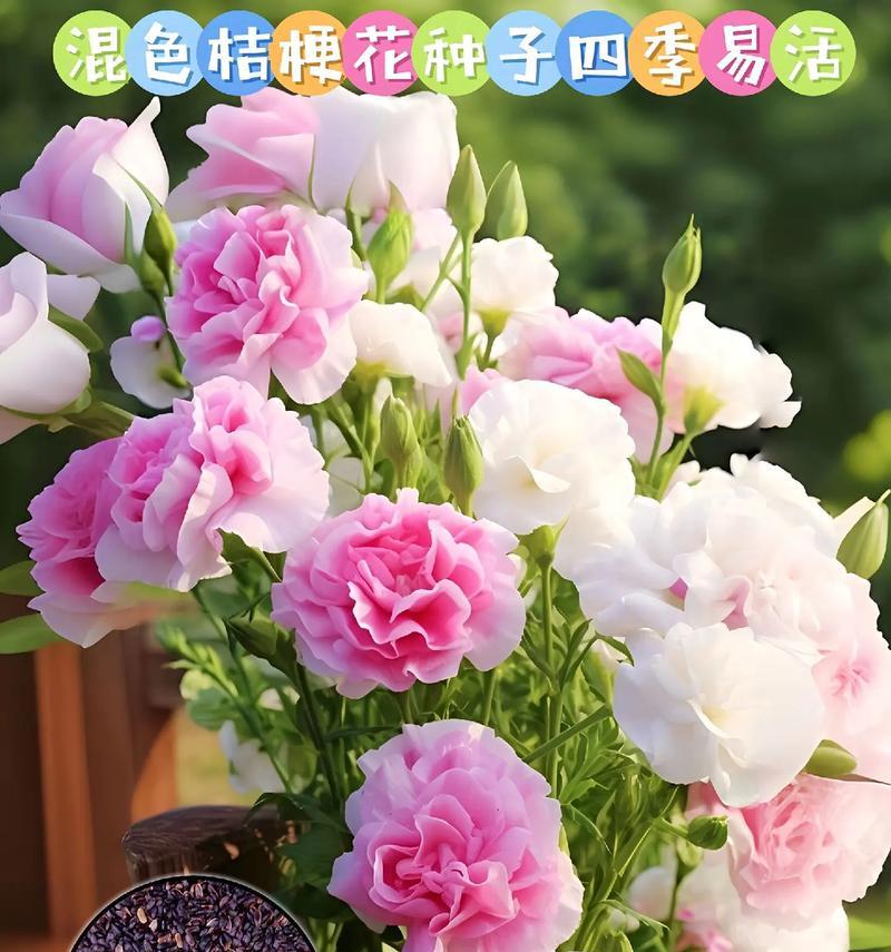 桔梗花语有何特别之处？