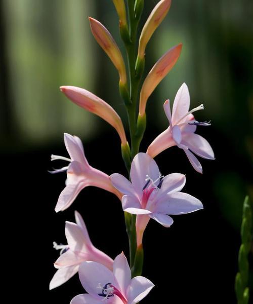 茉莉多丁的花语是什么？大蕙兰花有什么花语和象征？