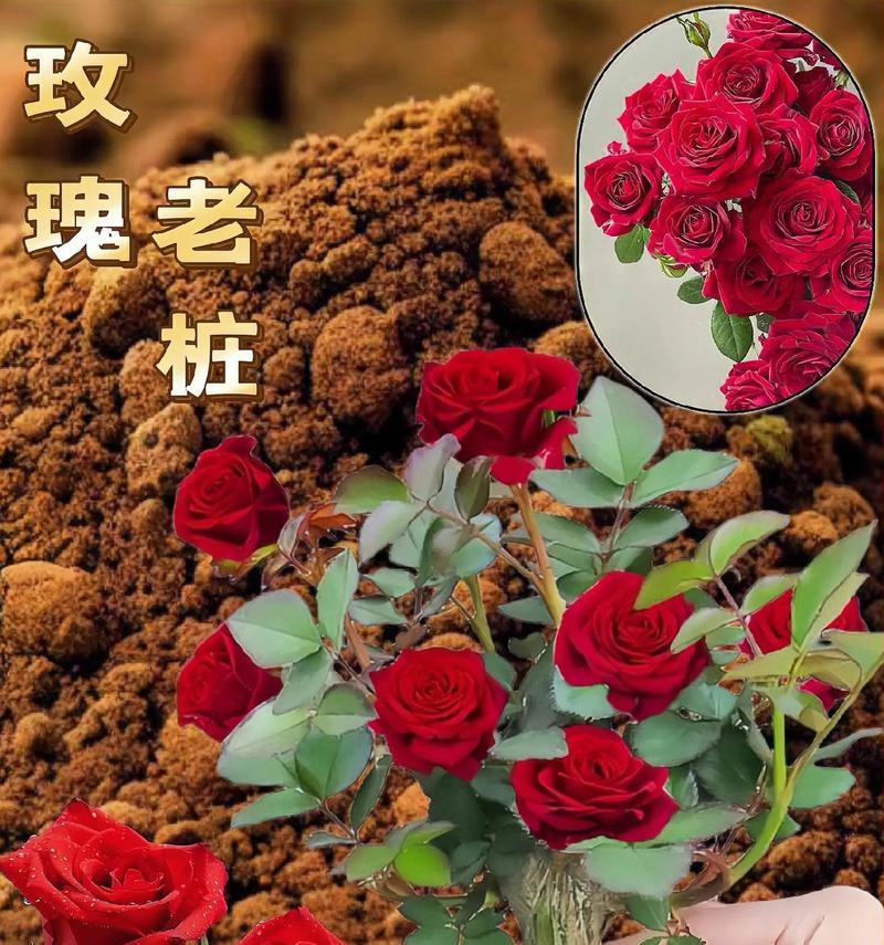 变玫瑰花给老外送什么？外国人喜欢的花有哪些？