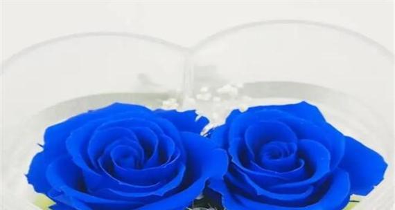 哪种花代表被束缚的爱？它的花语是什么？