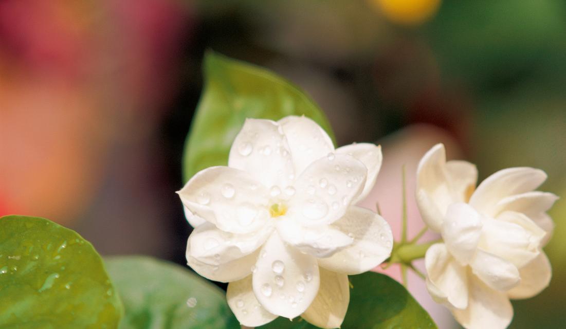 哪种花代表被束缚的爱？它的花语是什么？