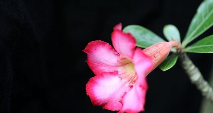 炮仗竹的花语有何含义？它象征着什么？