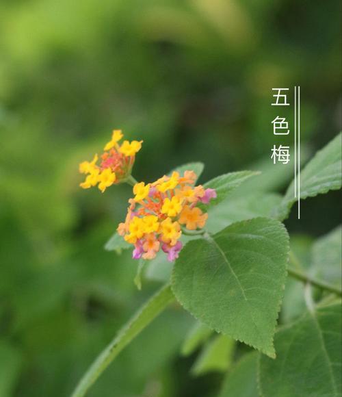 炮仗竹的花语有何含义？它象征着什么？