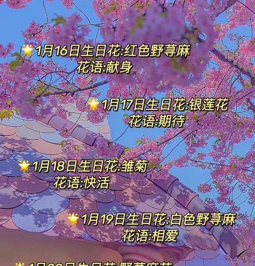 做个美美的花语代表什么？如何理解这种花语？