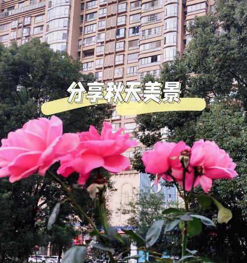 红玫瑰常出现在哪些诗句中？